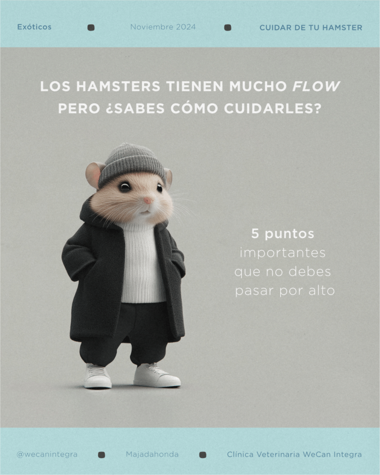 Pieza sobre los cuidados que necesita un hámster