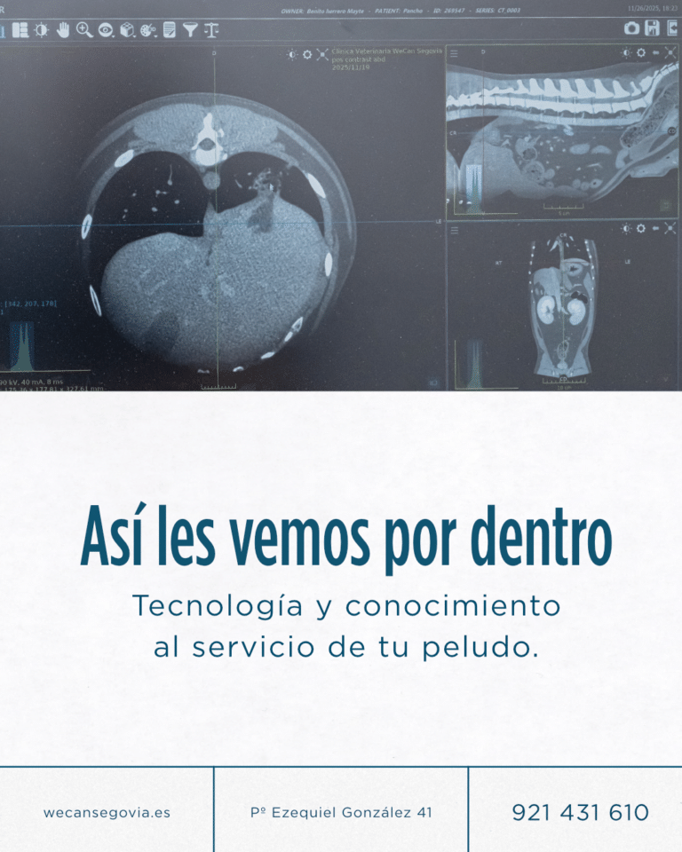 Pieza sobre diagnóstico por imagen con radiografías y ecografías veterinarias