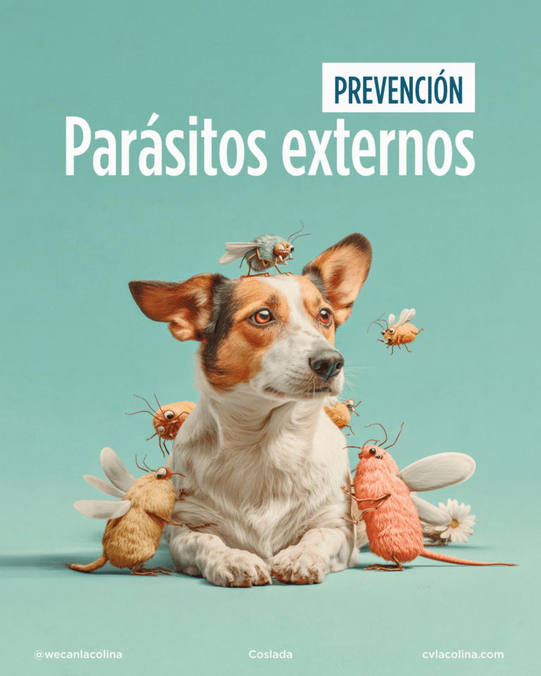 Pieza de prevención de parásitos externos en perros