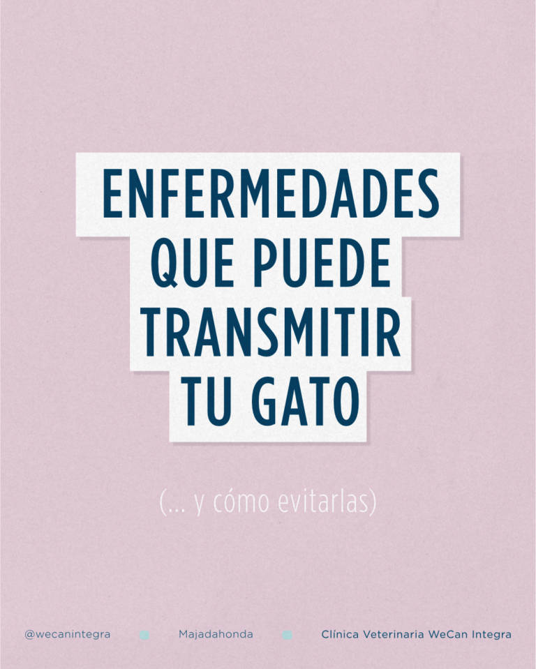 Pieza sobre las enfermedades que puede transmitir un gato