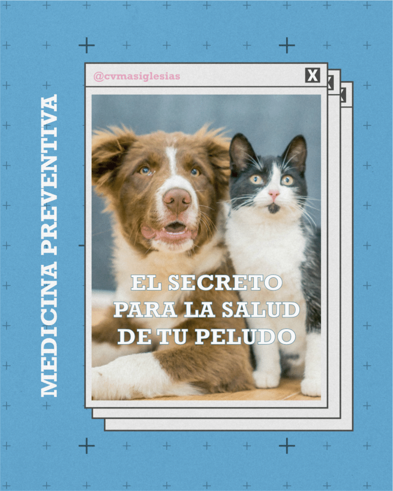 Pieza de medicina preventiva con un perro y un gato asomados a un marco